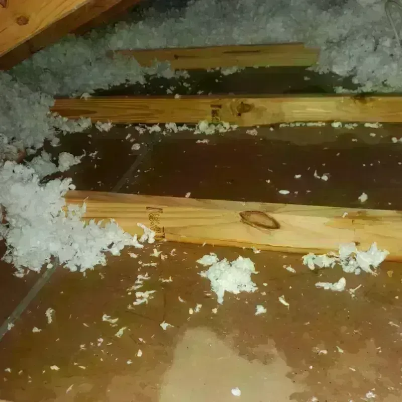 Attic Water Damage in Williamstown, KY